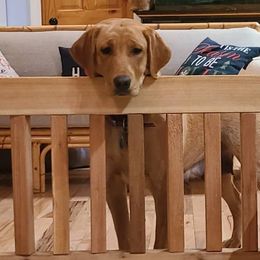 Labrador Retrievers from Moonshadow Labradors