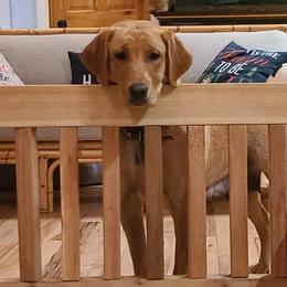 Labrador Retrievers from Moonshadow Labradors
