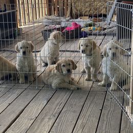 Golden Retriever Puppies from Gold 'N Dust Ranch