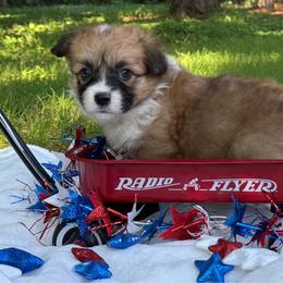 Full fluff - Red female Pembroke Welsh Corgi puppy in Nashville, Arkansas from Whisenhunt Farms