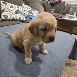 Blue Collar - Golden male Golden Retriever puppy in El Dorado Hills, California from Asperheim Golden Retriever Puppies