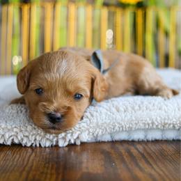 Noodle - Red male Cavapoo puppy in Salado, Texas from Red Ranch Dogs