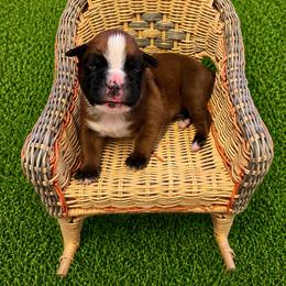 Gia - Fawn female Boxer puppy in Abilene, Texas from L&L Euro Boxers and Small Town Shih Tzus