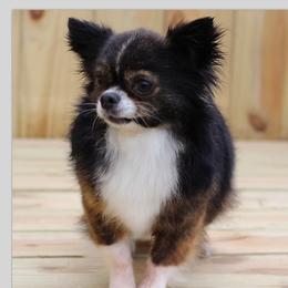 Master - Chihuahua