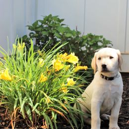 Labrador Retriever Puppies from Lacey Adkins
