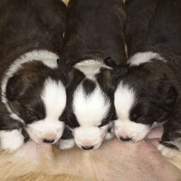Cardigan Welsh Corgi Puppies from Dragonfly Cardigans
