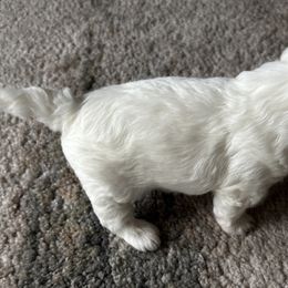 Havanese, Havapoo, and Poodle Puppies from Parlor Pups
