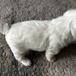 Havanese, Havapoo, and Poodle Puppies from Parlor Pups