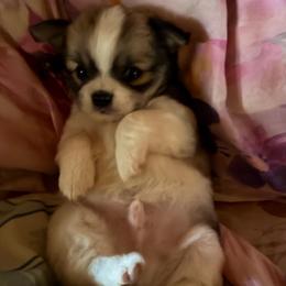 Dal Traven - Sable spotted white male Chihuahua puppy in Amelia, Virginia from Pannell’s Precious Pups