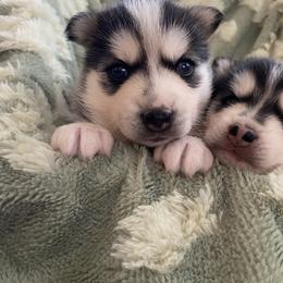 Riley - Black and white male Pomsky puppy in Mannington Township, New Jersey from Little Husky Hutt