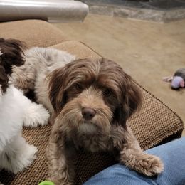 Havanese from Hearts of Joy Havanese