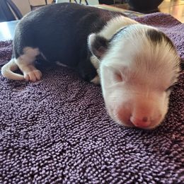 Lacey - Black and white female Border Collie puppy in Salt Lake City, Utah from Monarch BorderCollies