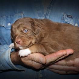 Rosie - Red tri-color female Australian Shepherd puppy in Iota, Louisiana from C'est Bon Aussies Australian Shepherds