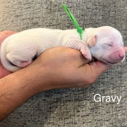 Gravy - Light golden male Golden Retriever puppy in Conroe, Texas from Tails of Cypress