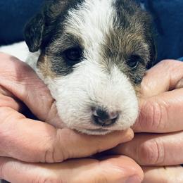 Female D - White black and tan female Wire Fox Terrier puppy in Morgantown, Indiana from Birchhurst Kennels Indiana