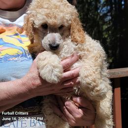 Cream Puff (Orange collar) - Cream male Poodle puppy in Santa Cruz, California from Furball Forest Poodles