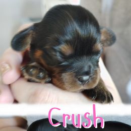 Crush - Black and tan female Cavalier King Charles Spaniel puppy in Rockville, Maryland from Skais the Limit Cavaliers
