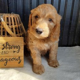 Remy - Apricot male Goldendoodle puppy in Dickson, Tennessee from Rowan's Rascals