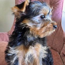 Girl 2 - Black and tan female Yorkshire Terrier puppy in Burley, Idaho from Aspen Yorkies