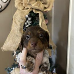 Boy 3 - Piebald male Dachshund puppy in Dobson, North Carolina from Oakleys Dachshund Haven