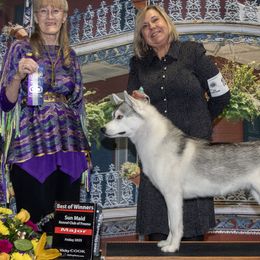 Siberian Huskies from Hart Creek Siberians