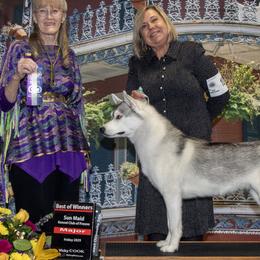 Siberian Huskies from Hart Creek Siberians