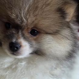 AKC Garrison Fawn Wolf Sable Parti - Wolf sable male Pomeranian puppy in Gloversville, New York from ADKPOM Adirondack Pomeranians