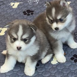 Pomsky Puppies from Royal Pomskies