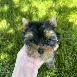 Yorkshire Terrier Puppies from Earthmountain Yorkies