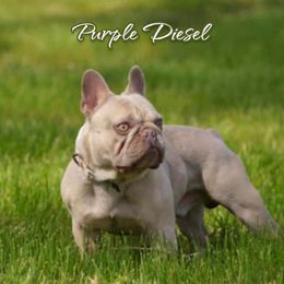 Diesel - French Bulldog