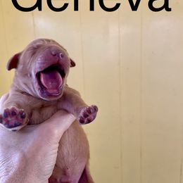 Geneva - Yellow female Labrador Retriever puppy in Mineral, Virginia from Canine Assist