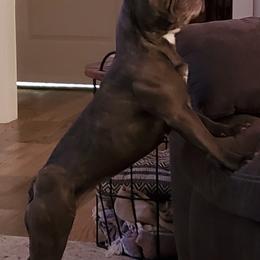 French Bulldogs from VanMeter Baby Blues