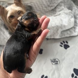 Yorkshire Terrier Puppies from KH Yorkies