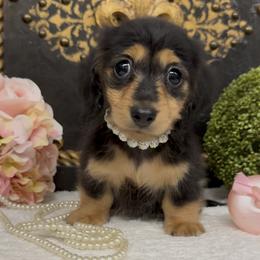 Boy 4 - male Dachshund puppy in Collins, Georgia from Liberty Longhair Dachshunds
