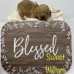 Goldendoodle Puppies from Bear Ridge Doodles