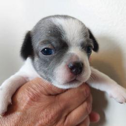 Gunnar - Silver and white male Chihuahua puppy in Brook Park, Minnesota from Northstar Chihuahuas