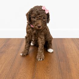 Taylor - Brown female Poodle puppy in Nacogdoches, Texas from Nacadoodles