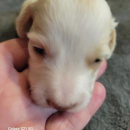 Dachshund Puppies from Weenies on the Lake