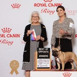 French Bulldogs from Newbrook