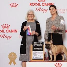 French Bulldogs from Newbrook