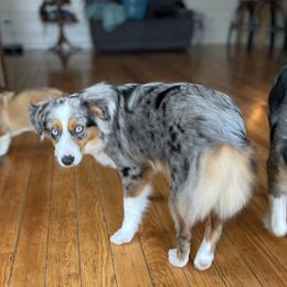 Angel - Miniature Australian Shepherd