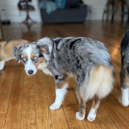 Angel - Miniature Australian Shepherd