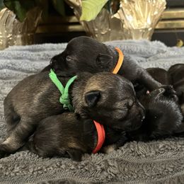 Joy - Black female Miniature Schnauzer puppy in Dawson, Georgia from Faith Farm Miniature Schnauzers