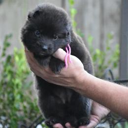 Pink collar Female - Black female German Shepherd puppy in Marianna, Florida from Haus M Godwin