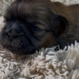Guinness - Red male Shih Tzu puppy in Vernon, New Jersey from Calta’s Cute Shih Tzu