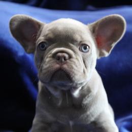 French Bulldog Puppies from R & S Frenchies