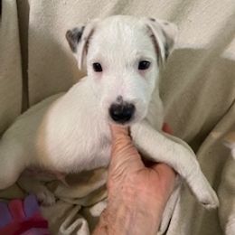 Chase - Black and white male Jack Russell Terrier puppy in Melbourne, Florida from Rustling Oaks Jack Russell Terrier’s