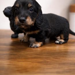Clover - Black and tan female Dachshund puppy in White Cloud, Michigan from West Michigan Dachshund