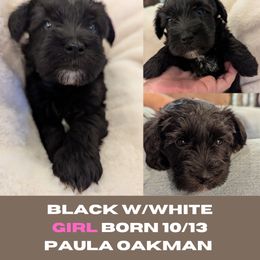Miniature Schnauzer Puppies from Mississippi Mini Schnauzers
