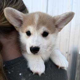 Burgundy Collar Female - Red female Pembroke Welsh Corgi puppy in Victoria, Texas from Clear Creek Corgis